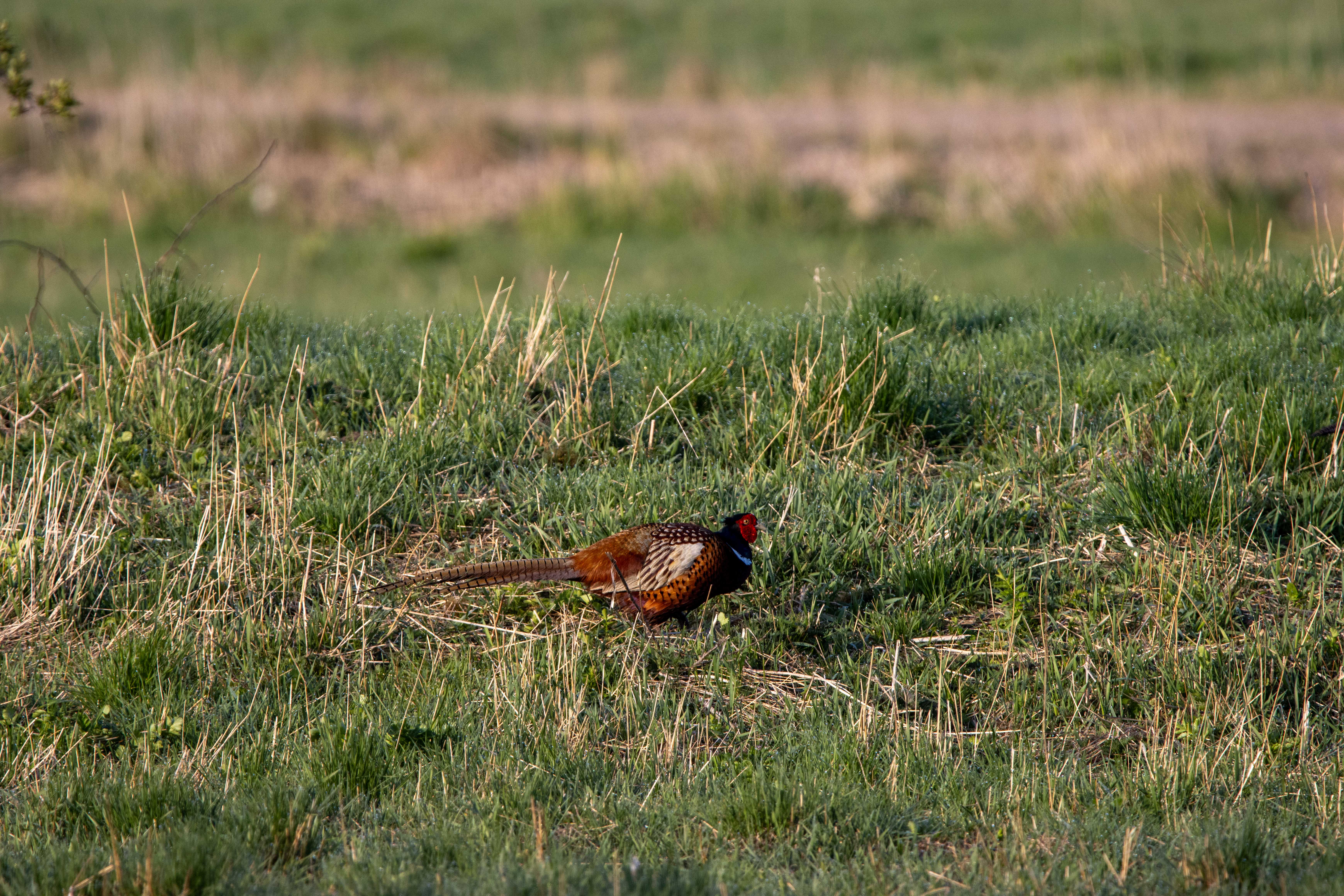 Foto av Naturreservatet Årummet