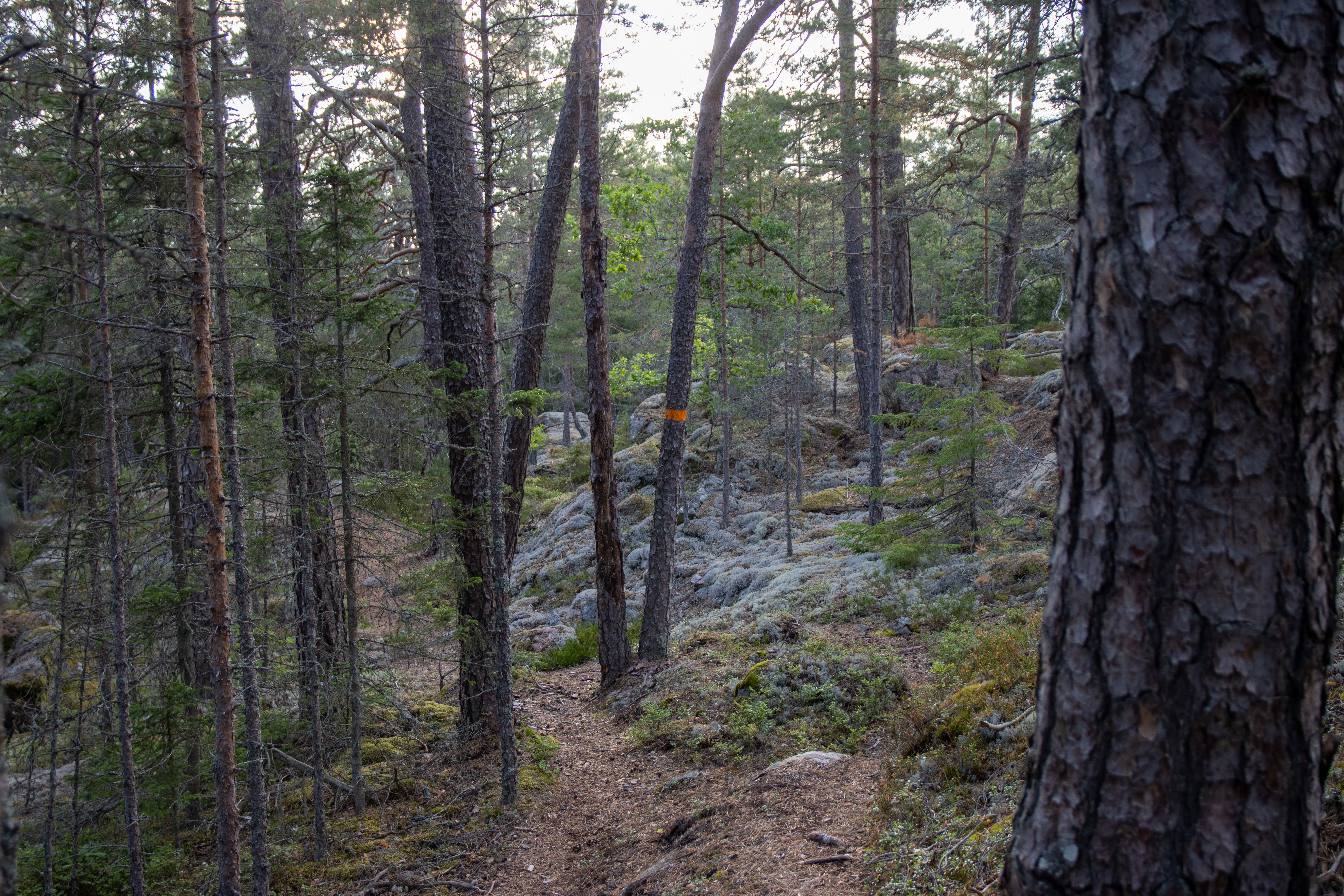 Foto av Naturreservatet Jursla gammelskog