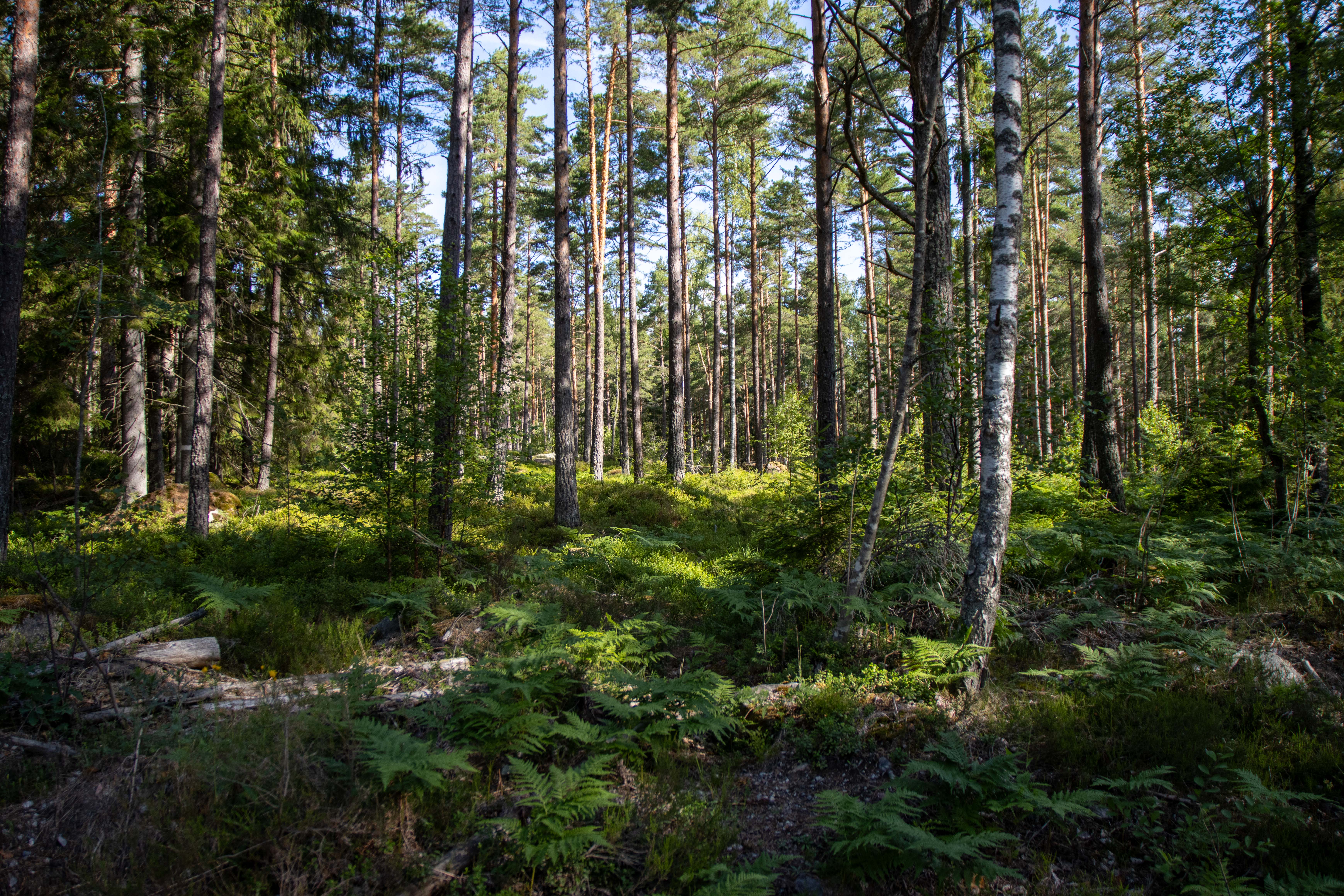 Foto av Naturreservatet Ryssbergen