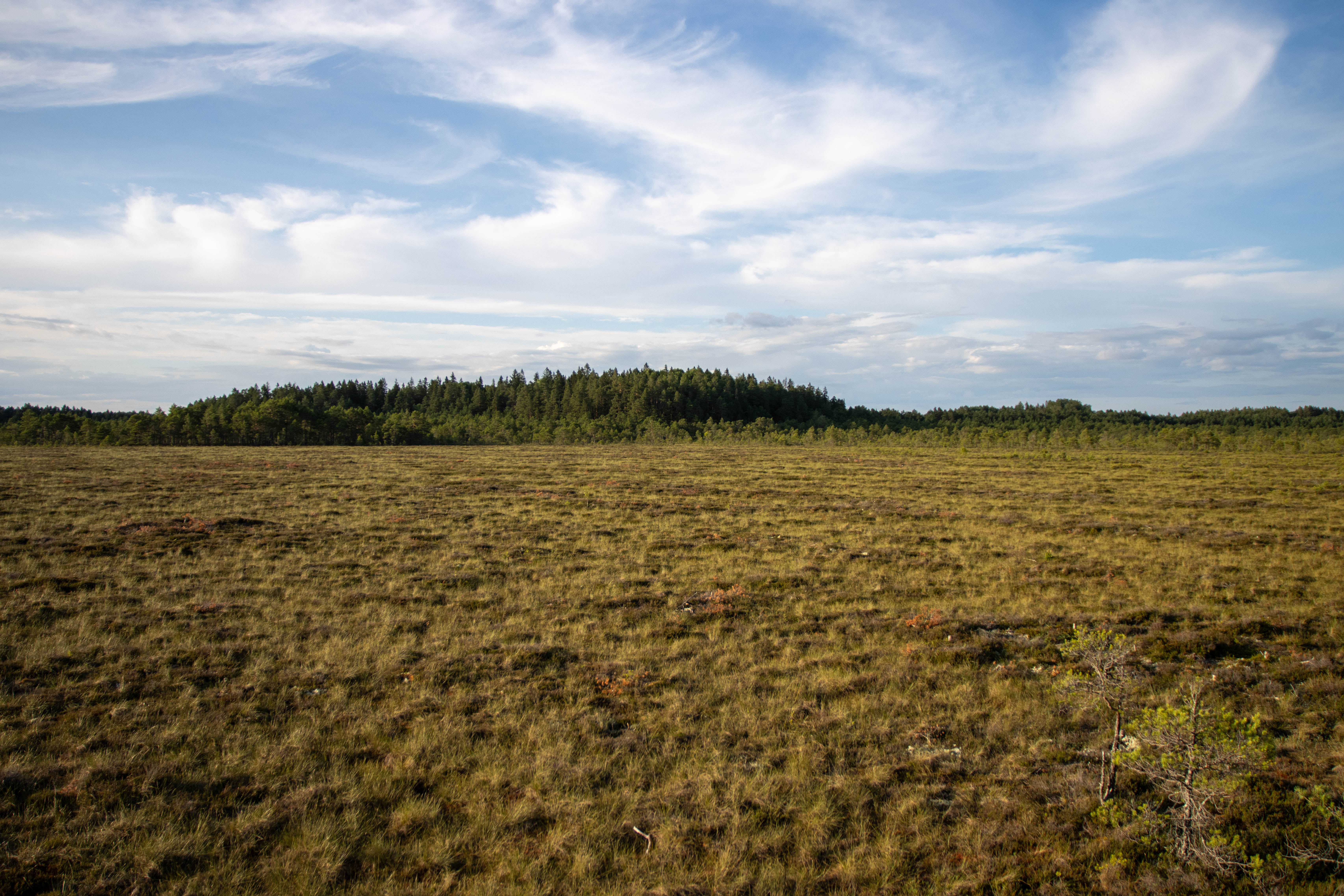 Foto av Naturreservatet Östa