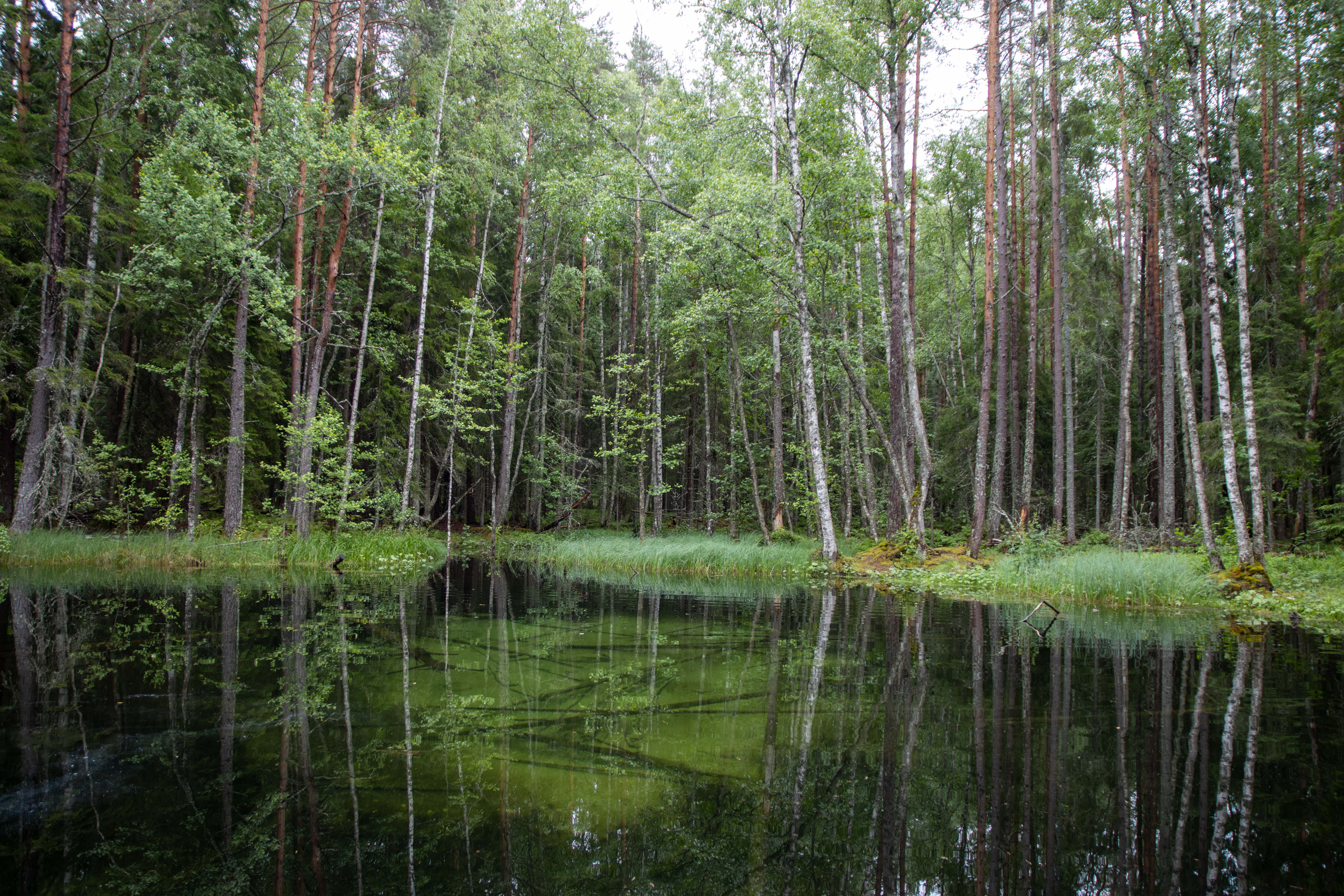 Foto av Naturreservatet Ingbokällorna
